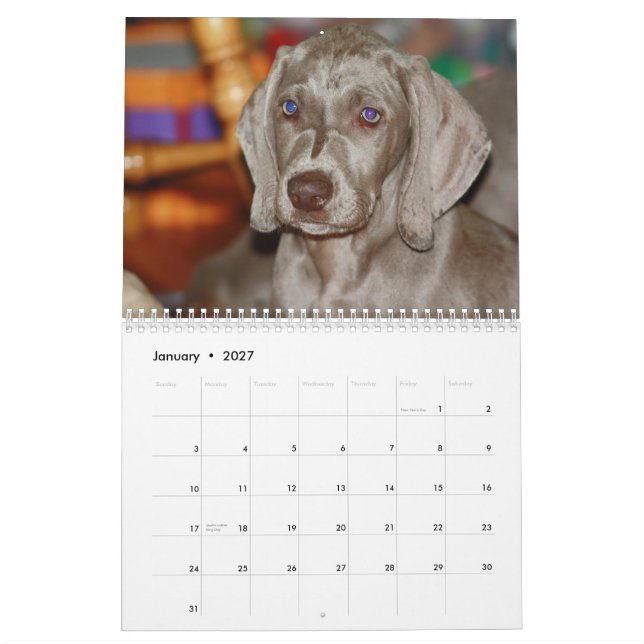 Weimaraner Calendar (Jan 2027)