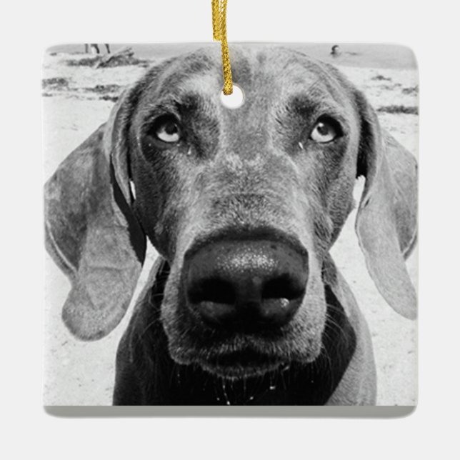 ***WEIMARANER*** CHRISMAS ORNAMENT (Front)