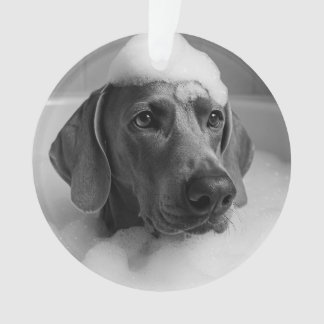 Weimaraner dans le bain avec des bulles sur la têt