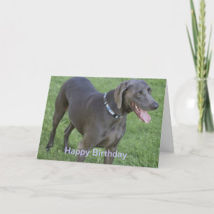 Weimaraner Dog Birthday Card
