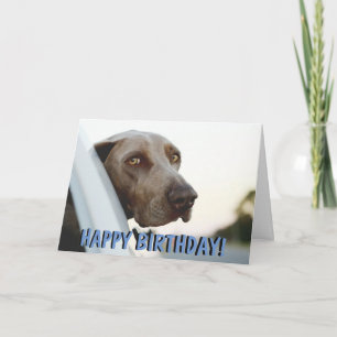 Weimaraner dog card