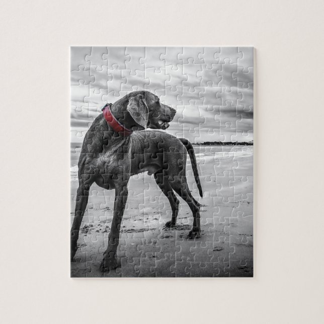 Weimaraner Dog Jigsaw Puzzle (Vertical)