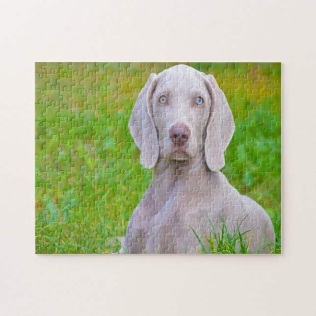 Weimaraner Dog Jigsaws. Jigsaw Puzzle (Horizontal)