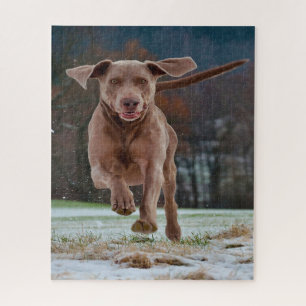 Weimaraner Dog Jigsaws. Jigsaw Puzzle