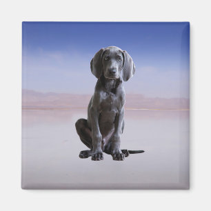 Weimaraner Dog Sitting On Beach Magnet
