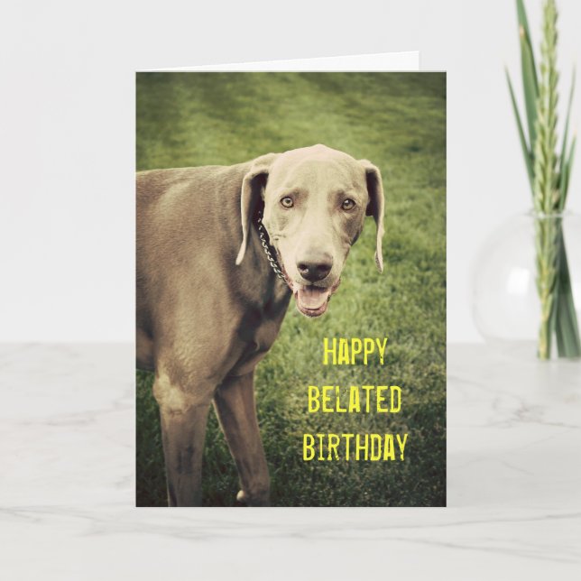 Weimaraner Funny Belated Birthday Card (Front)