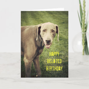 Weimaraner Funny Belny Carte d'anniversaire