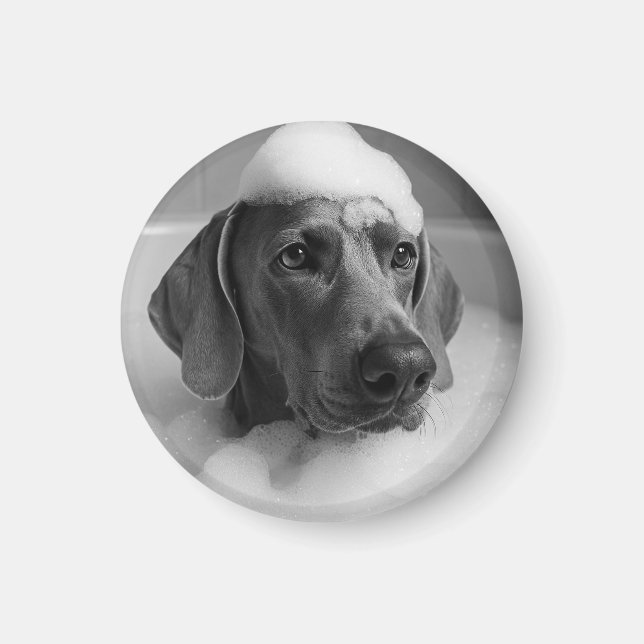 Weimaraner in the bath with bubbles on his head magnet (Front)