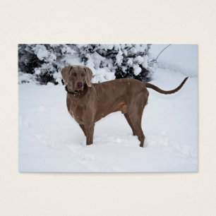 Weimaraner In Winter