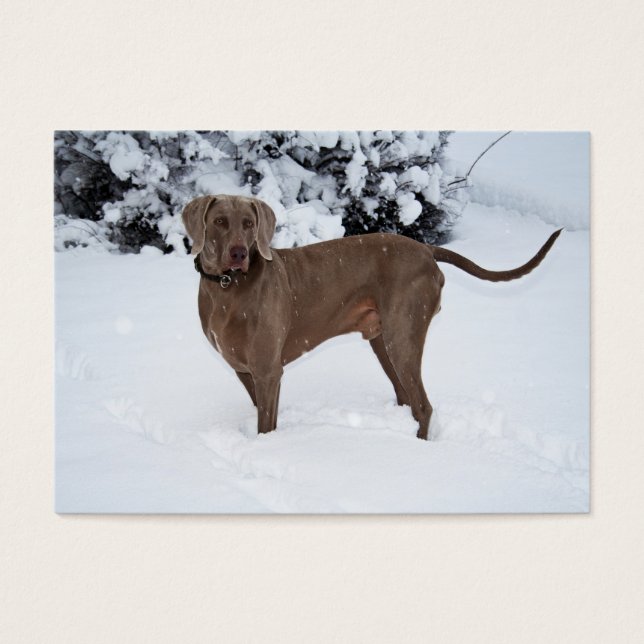 Weimaraner In Winter (Front)