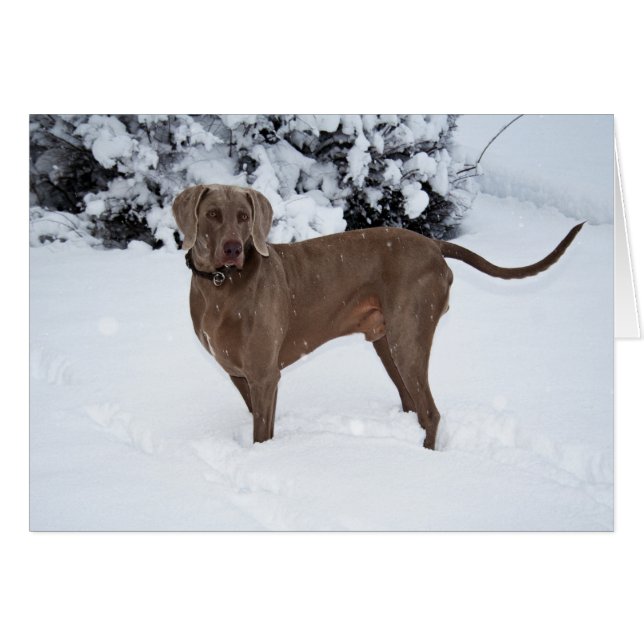 Weimaraner In Winter (Front Horizontal)