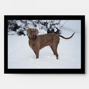 Weimaraner In Winter Envelope