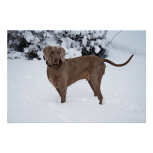 Weimaraner In Winter Poster