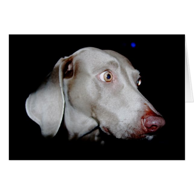 Weimaraner - Le fantôme gris (Devant horizontal)