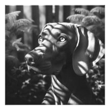 Weimaraner "Majestic Hunter" BW