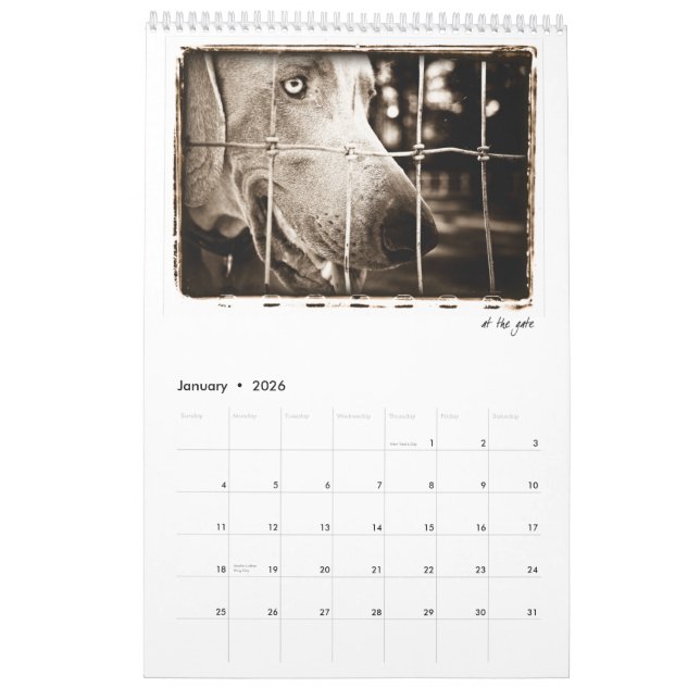 Weimaraner Nation : A Study of Weimaraners Calendar (Jan 2026)