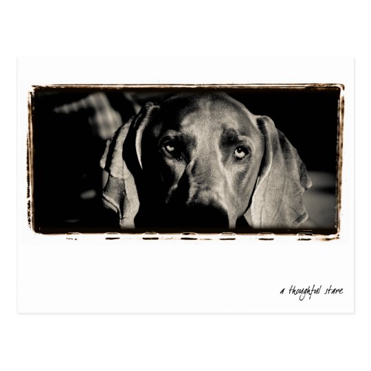 Weimaraner Nation : "A Thoughtful Stare" Postcard