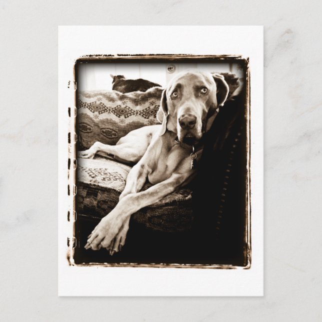 Weimaraner Nation : "Ballou's Chair" Postcard (Front)