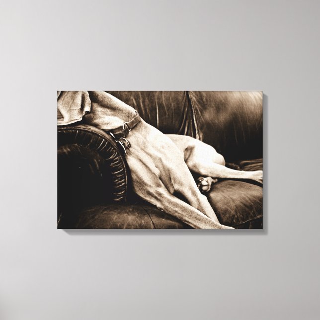 Weimaraner Nation : "Taking Over the Couch" Canvas Print (Front)