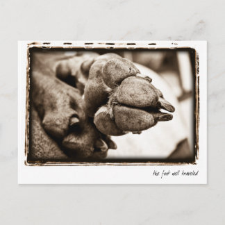 Weimaraner Nation : "The Foot Well Travelled" Postcard