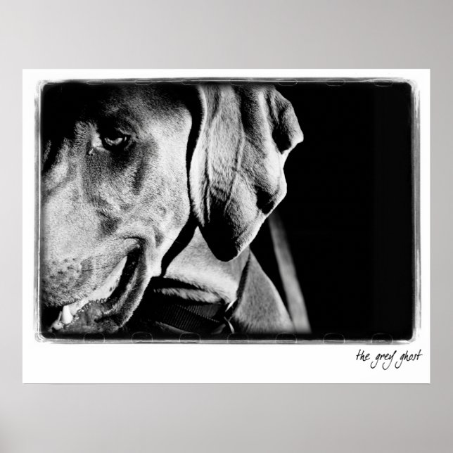 Weimaraner Nation : "The Grey Ghost" Print (Front)