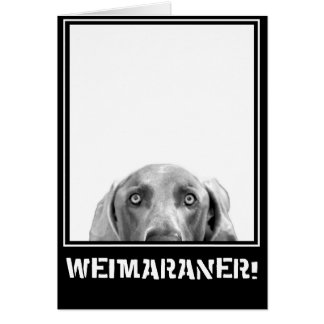 Weimaraner Nation : Weimaraner In A Box!