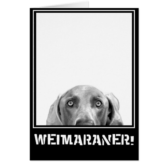 Weimaraner Nation : Weimaraner In A Box! (Front)