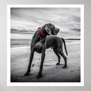 Weimaraner on Beach Print