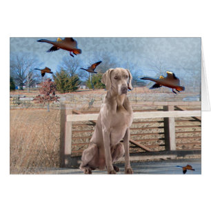 Weimaraner Outdoor Portrait
