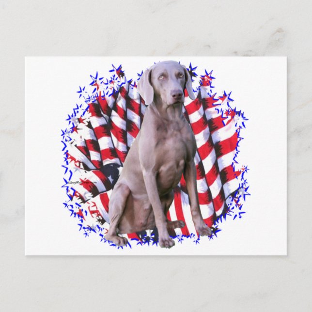 Weimaraner Patriot Postcard (Front)