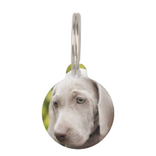 Weimaraner Pet Tag