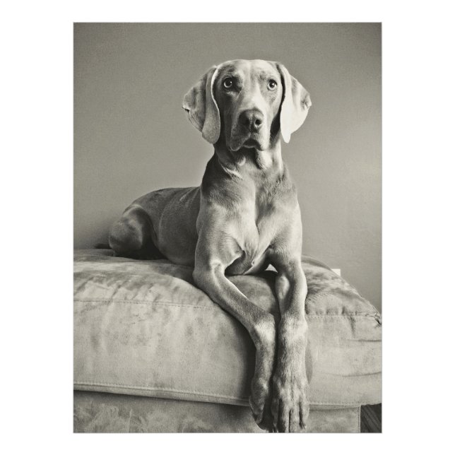 Weimaraner Photo Print (Front)