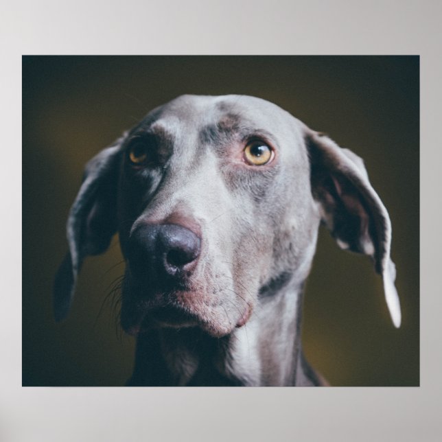 Weimaraner Portrait Poster (Front)
