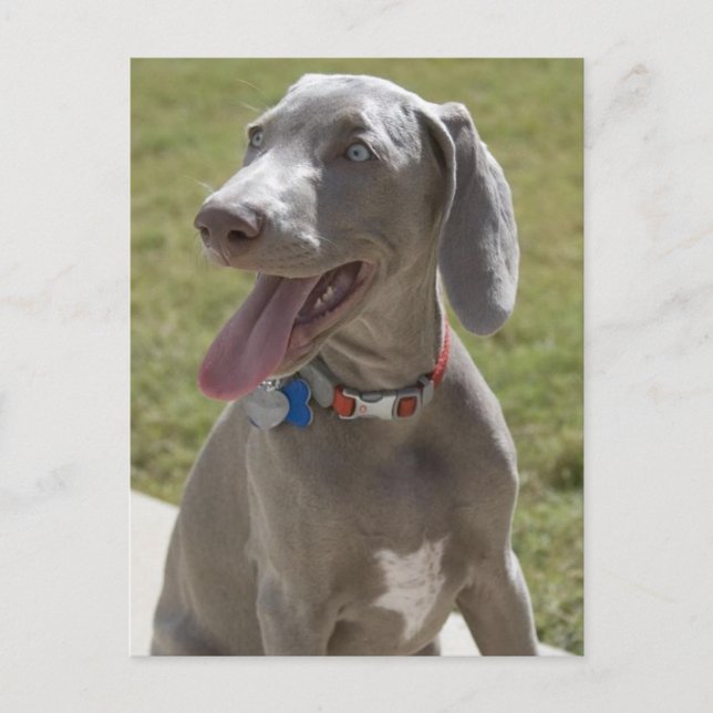 Weimaraner Postcard (Front)
