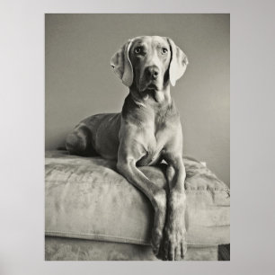 Weimaraner Poster