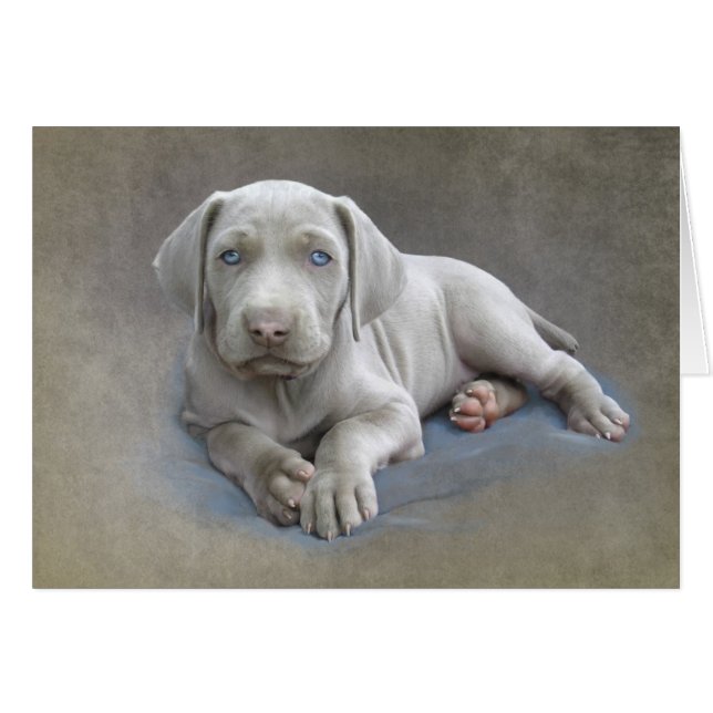 Weimaraner Puppy (Front Horizontal)