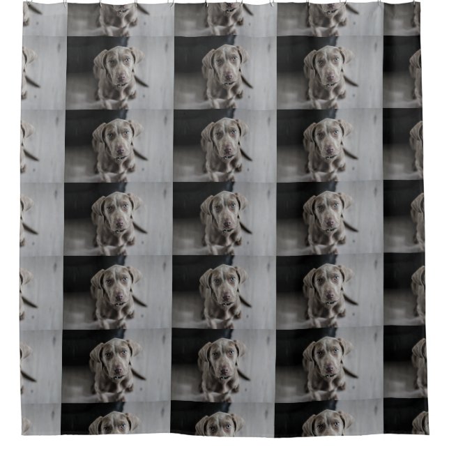 weimaraner-puppy (Front)