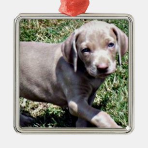 "WEIMARANER PUPPY" CHRISTMAS ORNAMENT