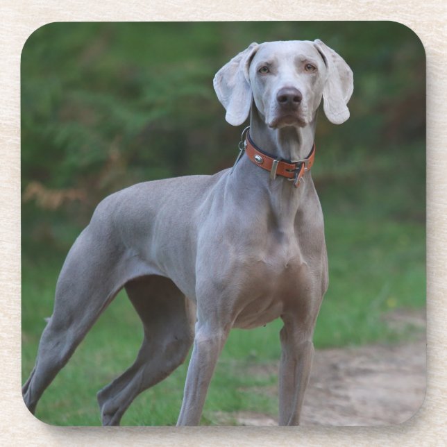 Weimaraner Puppy Dog Coaster (Front)