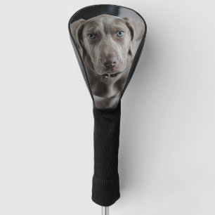 weimaraner-puppy golf head cover