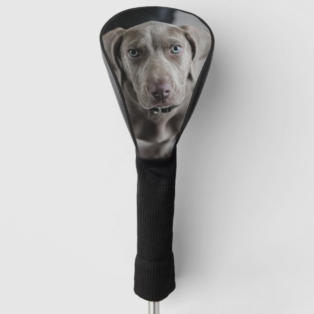 weimaraner-puppy golf head cover (Front)