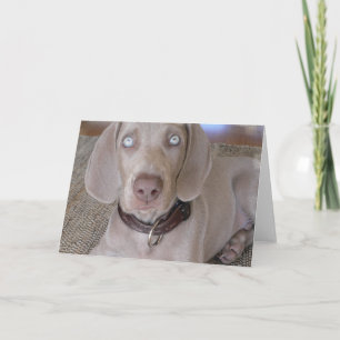 Weimaraner Puppy Greeting Card