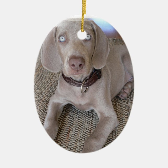 Weimaraner Puppy Ornament (Front)