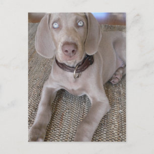 Weimaraner Puppy Postcard