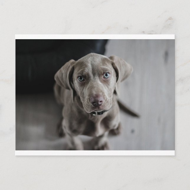 weimaraner-puppy postcard (Front)