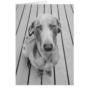 Weimaraner renfrogné B&W