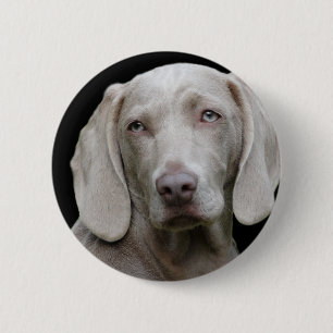 Weimaraner Silver Grey 2 Inch Round Button