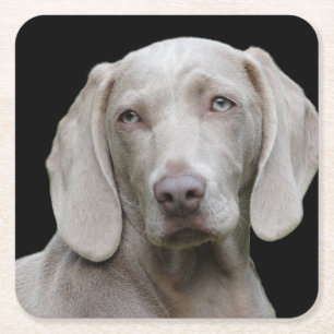 Weimaraner Silver Grey Square Paper Coaster