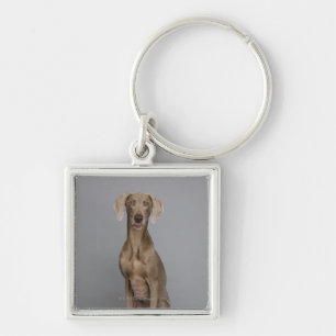 Weimaraner sitting, studio shot keychain