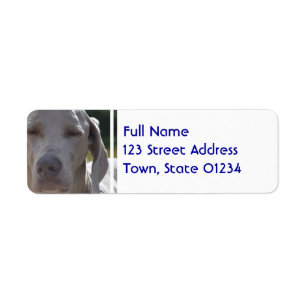 Weimaraner somnolent